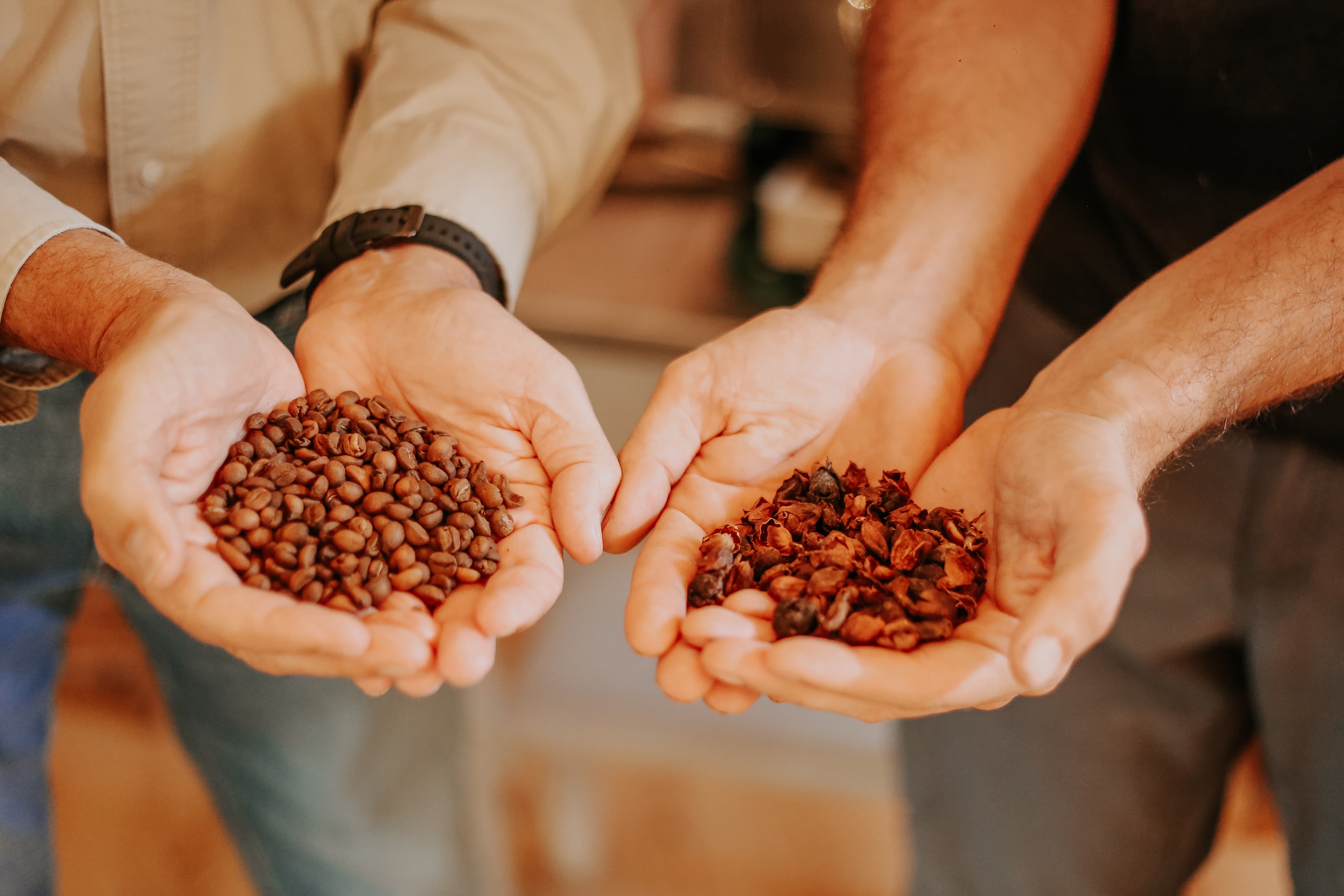 Plantação de café orgânico na quinta Coffee Cabana com vista para as montanhas da Terceira