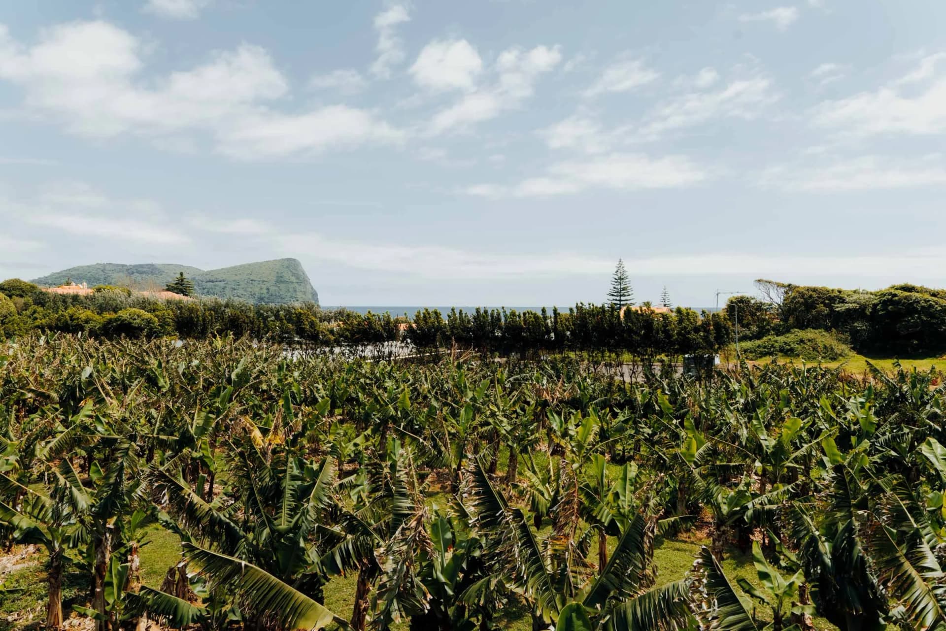 Coffee Cabana organic coffee farm in Terceira, Azores